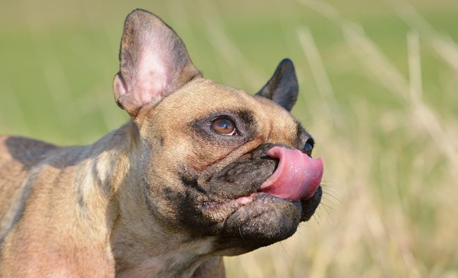 Effective Treatments for Pets with Behavioural Problems in Sydney