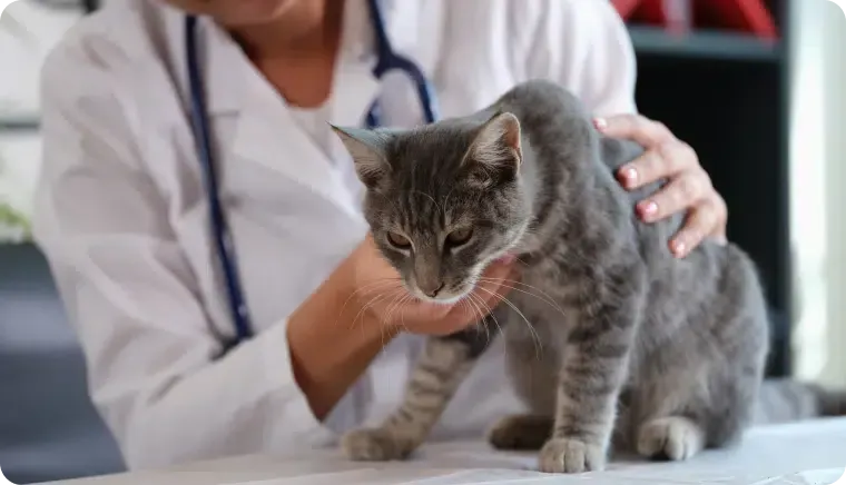 Vets in gowns getting ready to perform surgery on a cat
