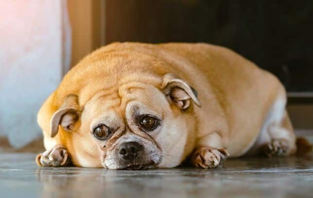 How to Effectively Manage Your Pet’s Weight