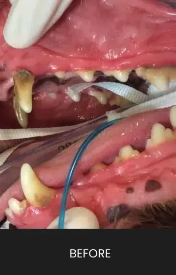 Dog's mouth with teeth covered in brown tartar before dental cleaning. Red gums are visible.