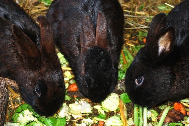 Three black rabbits eating vegetables and greens.