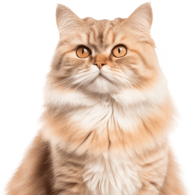 Golden-brown long-haired cat with amber eyes, looking upwards against a white background.