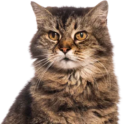 Brown tabby cat with focused gaze, against a white background.