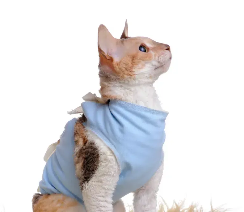 Tabby cat in a blue coat