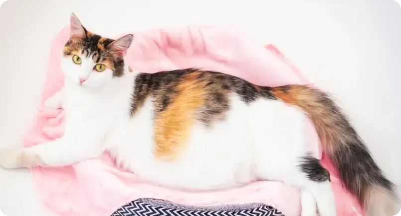 Cat lying on a pink blanket