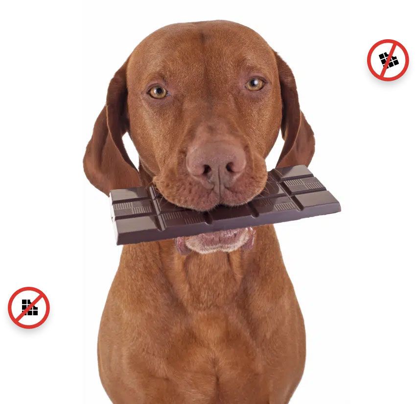 Orange dog with a block of chocolate in its mouth