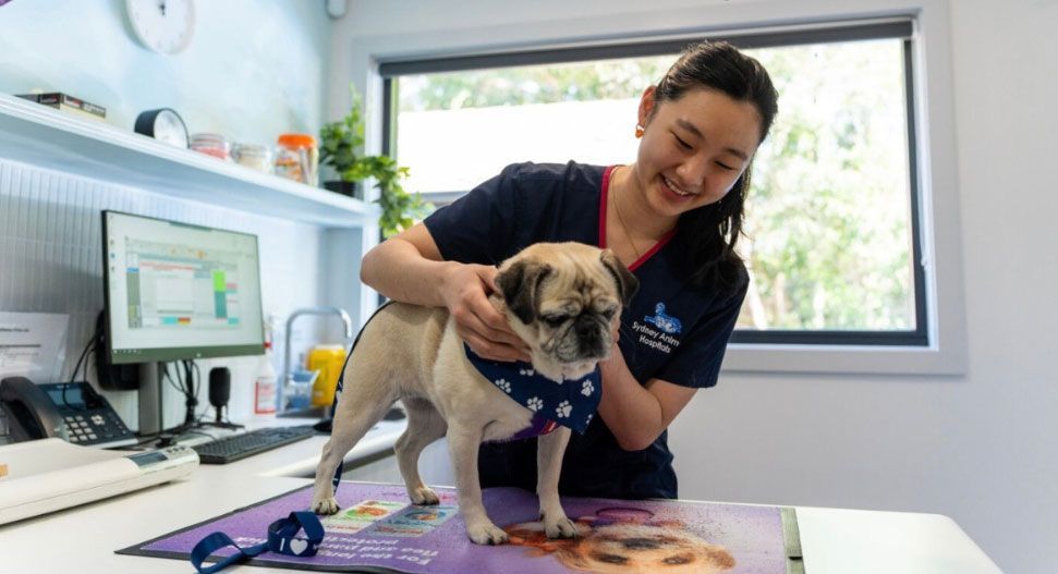 Common Pet Surgery Procedures in Sydney