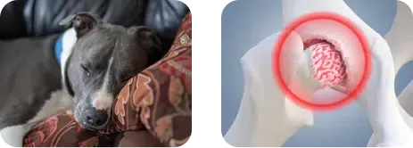 Dog resting, hip joint with red circle indicating a problem.