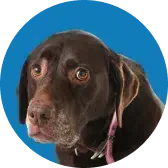 Brown Labrador dog with a concerned expression, inside a blue circle.