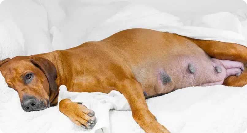 Dog lying on a white blanket