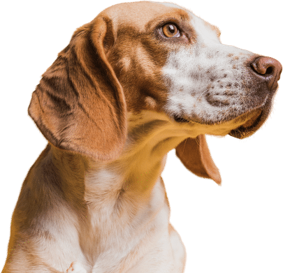 Beagle dog with brown and white fur, looking to the side.