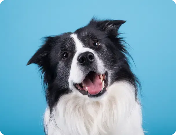 Border Collie smiling at the camera