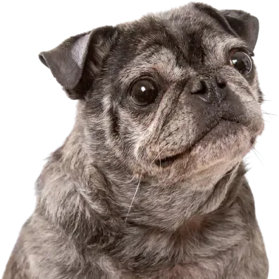 Gray pug dog looking slightly to the side with a calm expression.