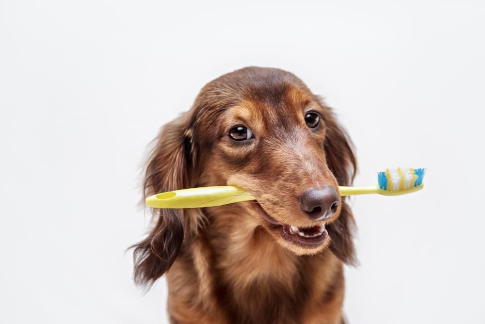 Free Dental Health Check at Sydney Animal Hospitals