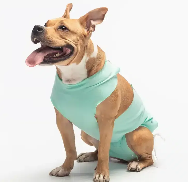 Dog in a green coat with its tongue out