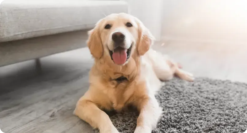 Golden retriever dog smiling, lying on rug near a couch, indoors.