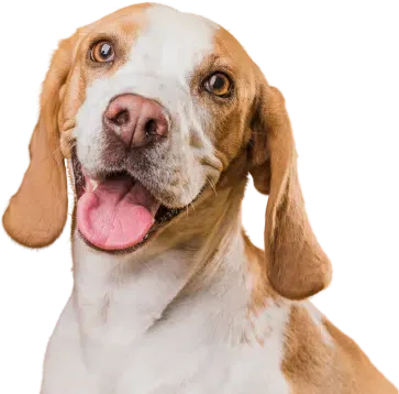 Happy beagle dog with brown and white fur, pink tongue, smiling.