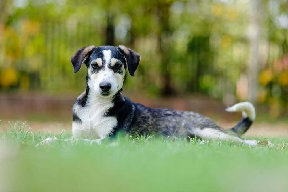 Dog with black, white, and gray markings lying on green grass, looking at the camera.