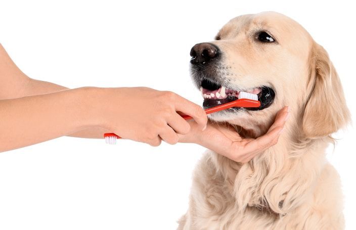 6 Signs of Dental Disease in Cats and Dogs