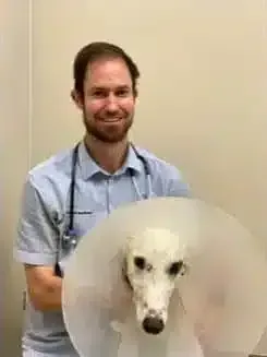 Veterinarian with stethoscope smiles, beside a dog wearing an Elizabethan collar in a clinic.