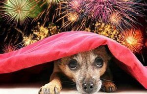 Dog hiding under a red blanket with fireworks in the background.