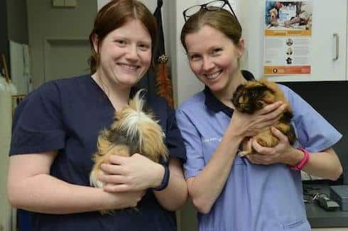 Guinea pigs visit to the Vet by Dr Anne Fawcett