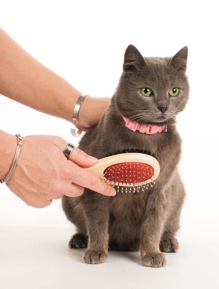 Benefits of Cat Grooming by Dr Anne Fawcett