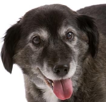 Senior Pet Health by Dr Sam Haynes