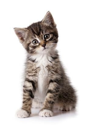 What is Cat Flu? by Dr Sam Haynes