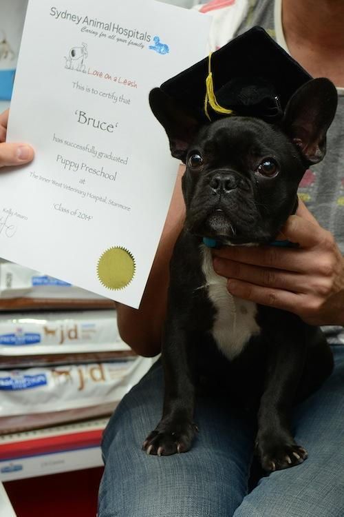 Why is Puppy Preschool Important by Dr Anne Fawcett