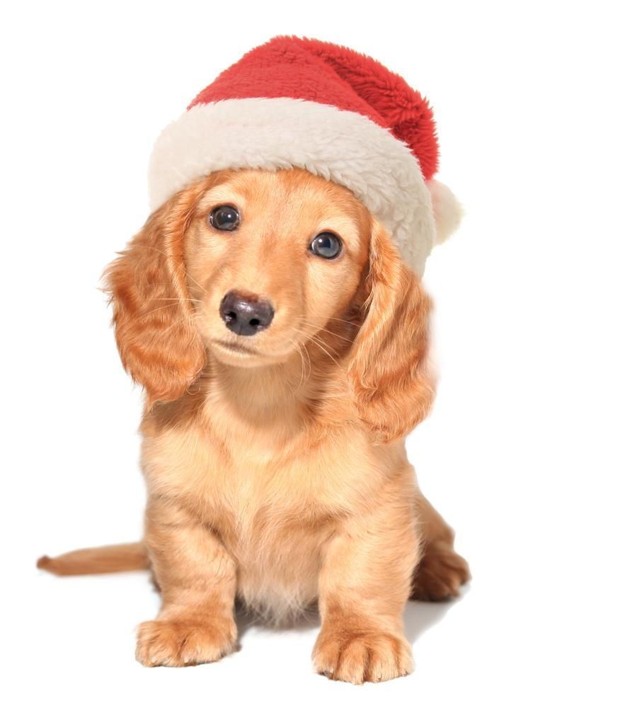 Christmas Opening Hours by Dr Sam Haynes