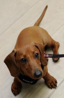 Stem Cell Therapy by Dr Sam Haynes