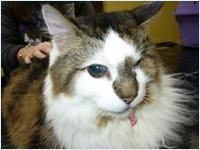 Case Study &ndash; Scout by Dr Anne Fawcett