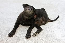 What can I do to prevent skin disease in my pet? by Dr Anne Fawcett