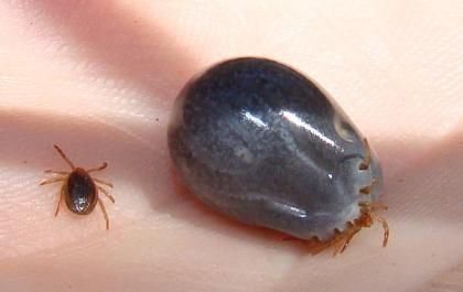 Paralysis Tick by Dr Sam Haynes