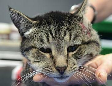 Keeping your cat out of fights by Dr Anne Fawcett