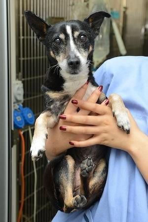 Clooney’s Bowel Mass by Dr Anne Fawcett