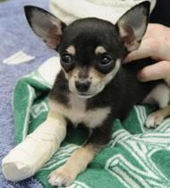 Cleo the chihuahua by Dr Anne Fawcett