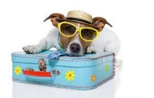 Dog wearing sunglasses and hat, resting on a blue suitcase decorated with flowers.