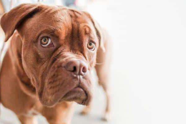 Close-up of a brown Dogue de Bordeaux dog with a concerned expression.