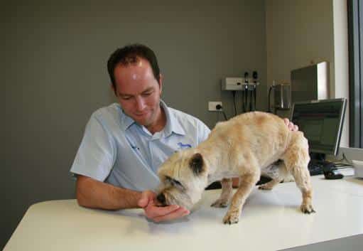 Pet Diabetes by Dr Sam Haynes