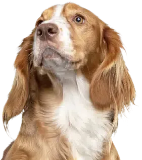 Brown and white Cocker Spaniel looking upwards with a hopeful expression.