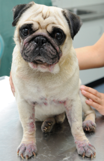 Dog Skin Condition by Dr Anne Fawcett