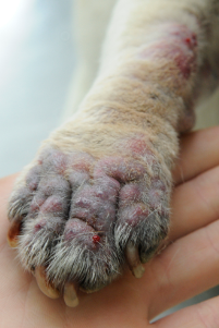 Dog paw with red, irritated skin held in a person's hand.