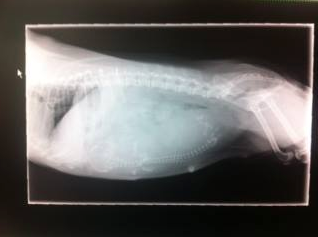 Goliath the Oversized Puppy by Dr Anne Fawcett