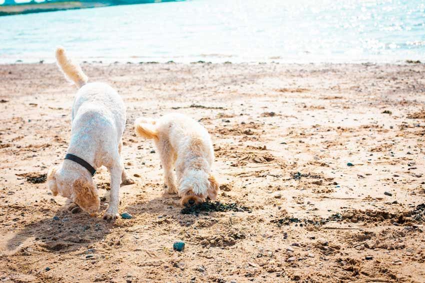 An adult Cavoodle next to a Cavoodle puppy