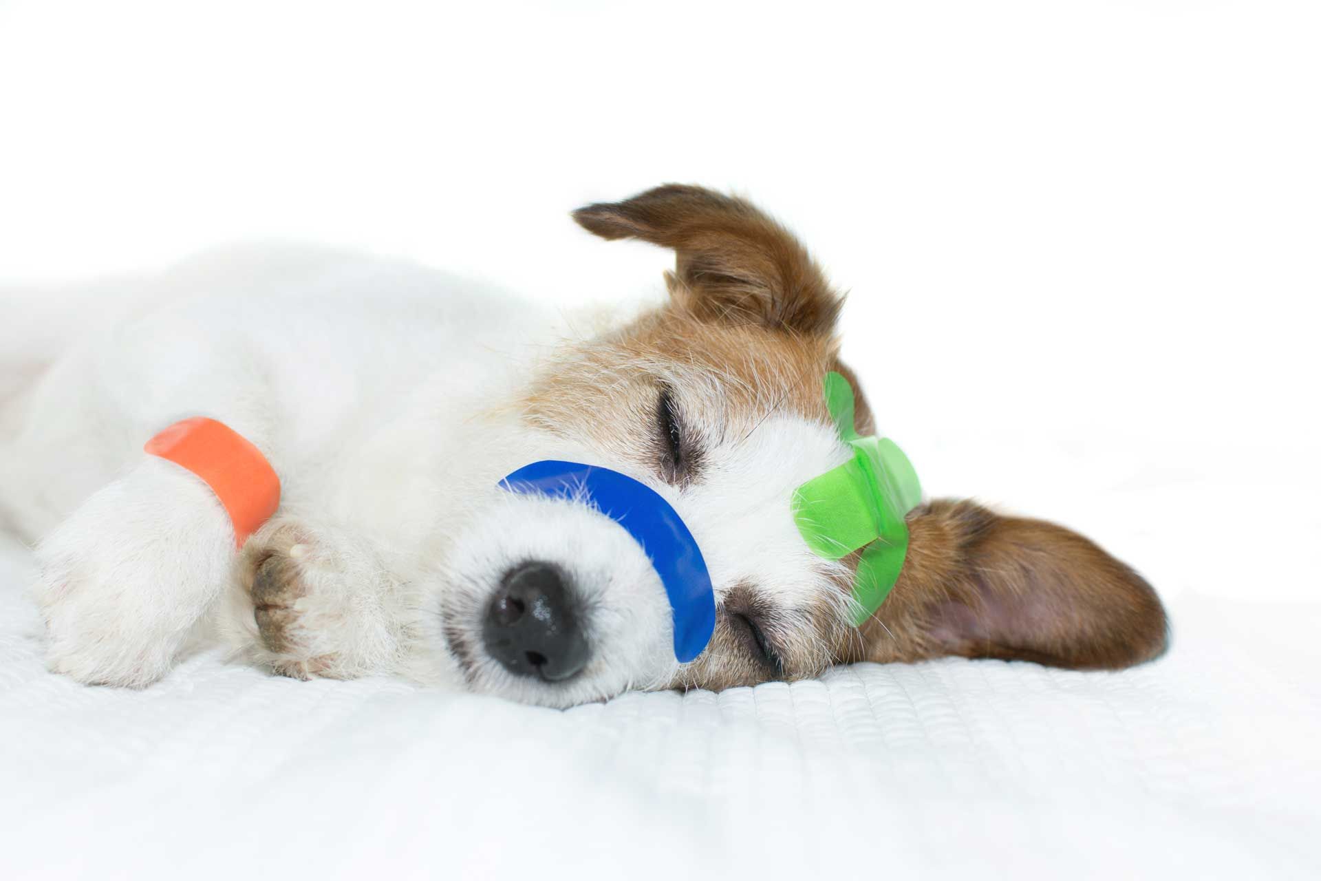 A dog with a bandage on sleeping on a bed