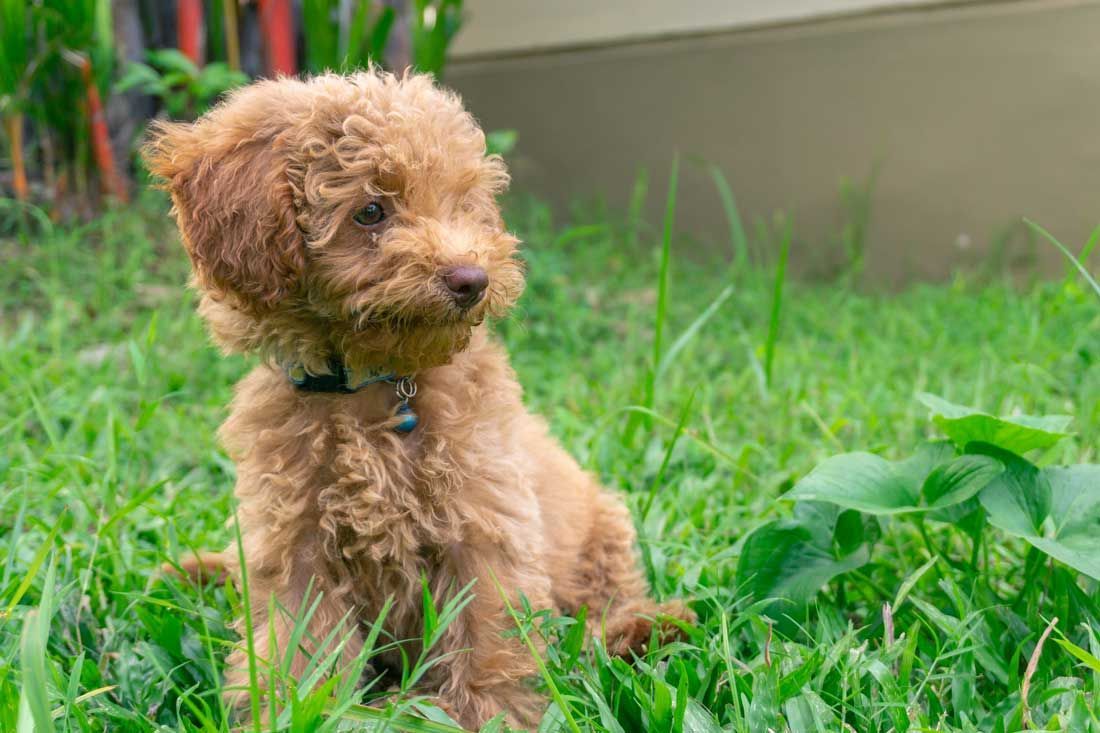 A Cavoodle puppy sitting on the grass