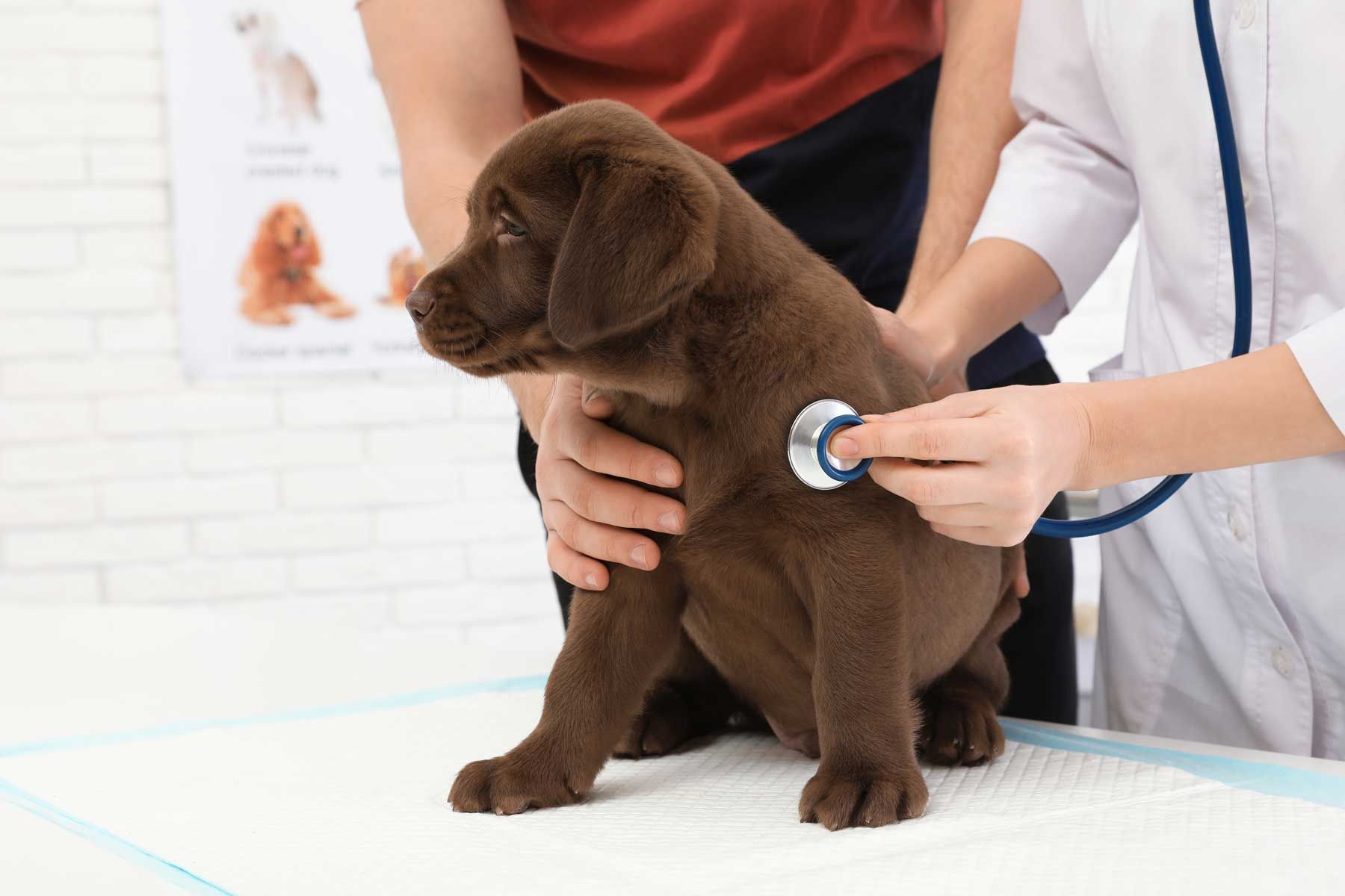 A vet examining a labrador puppy