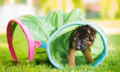 Puppy in a green tunnel on grass. Looks out, exploring.